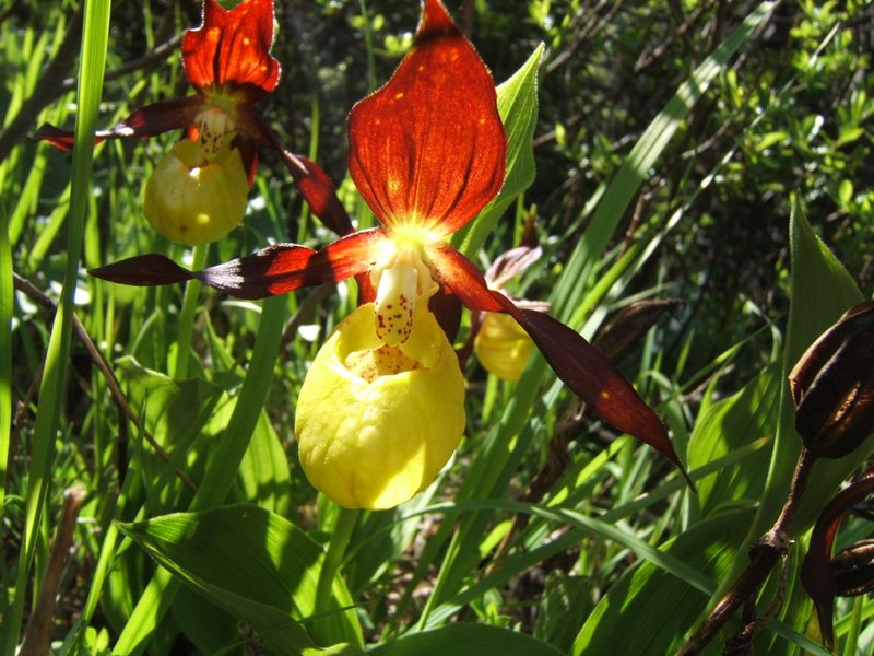 Orchidee val Brenta